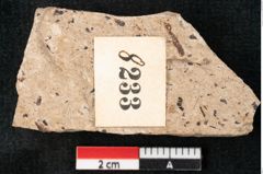 Foto (Detailansicht) von Sequoia hardtii Endl. (NHMW-GEO-2024-0188-8233)
